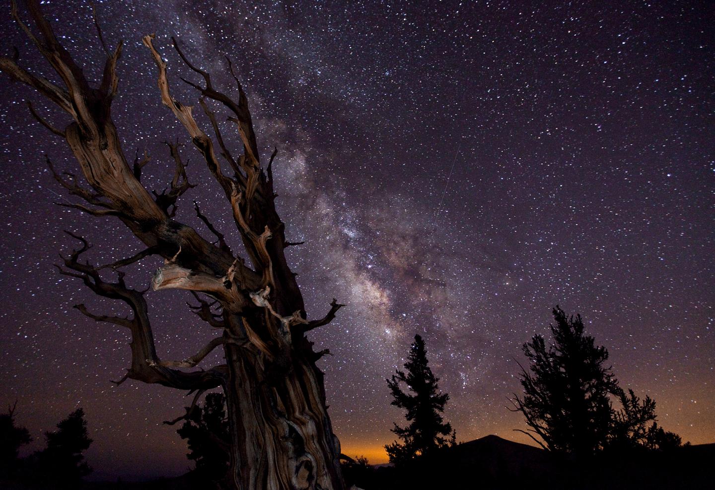 A night skyscape with a beautiful deep purple sky and bright clouds of stars. Bare wooden branches are silhouetted in the foreground