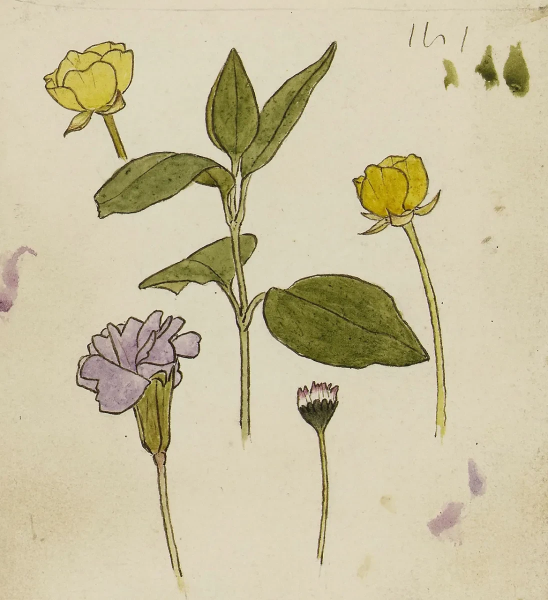 Drawings of yellow and purple flowers