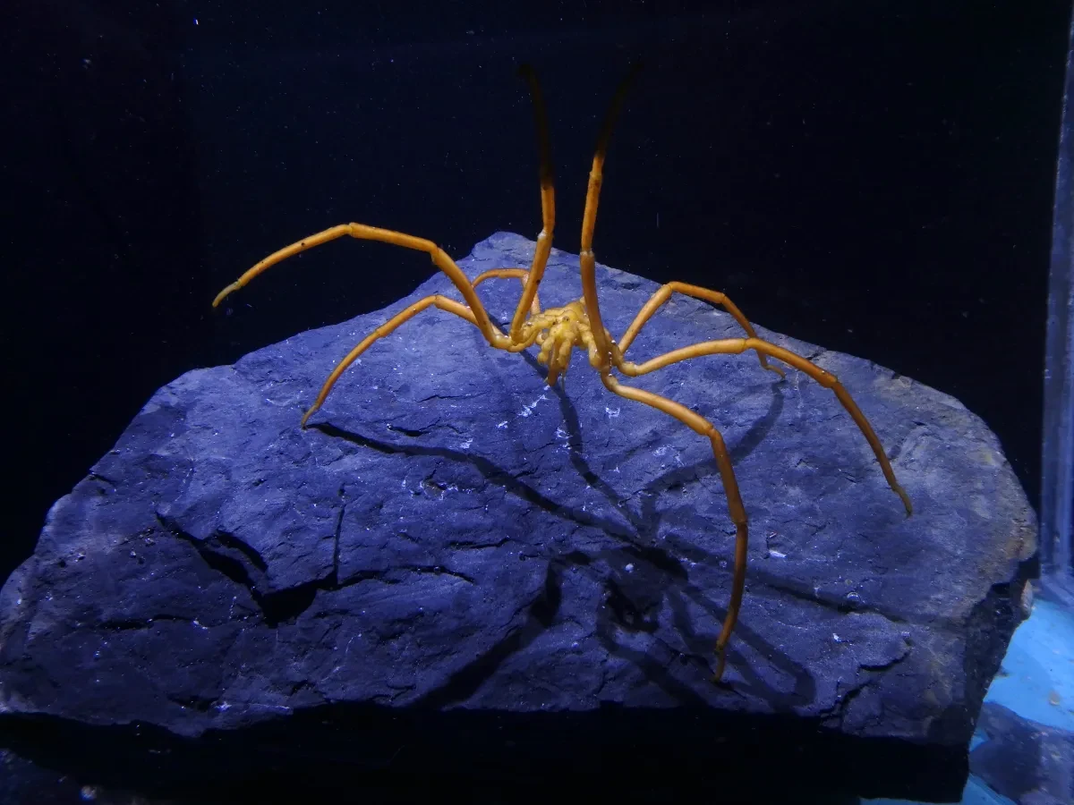A spindly yellow sea spider sat on a dark purple rock