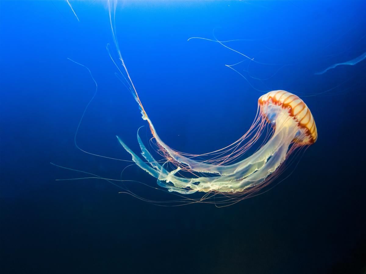 A bright brown jellyfish trails through deep blue water