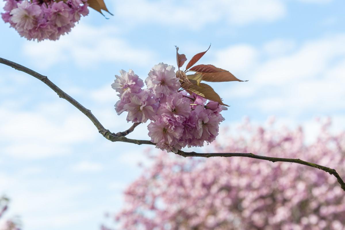 Pink cherry blossom in Greenwich Park against a blue sky, with more trees filled with blossom in the background