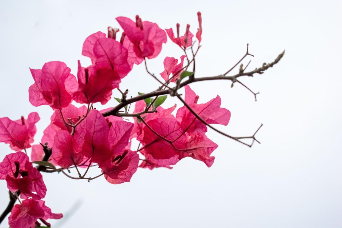 Image of pink bougainvillea flower