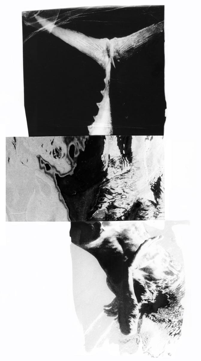 An artwork made up of three black and white photographic negative. The overall composition is abstract, but taken together they remind you of the shape of a fish pointing downwards. A fin is clearly visible in the top photograph, while the lower images feature what appear to be ripples of water