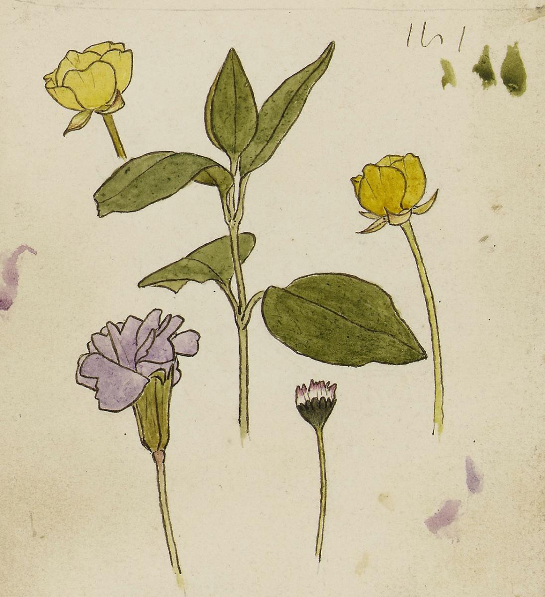 Drawings of yellow and purple flowers 