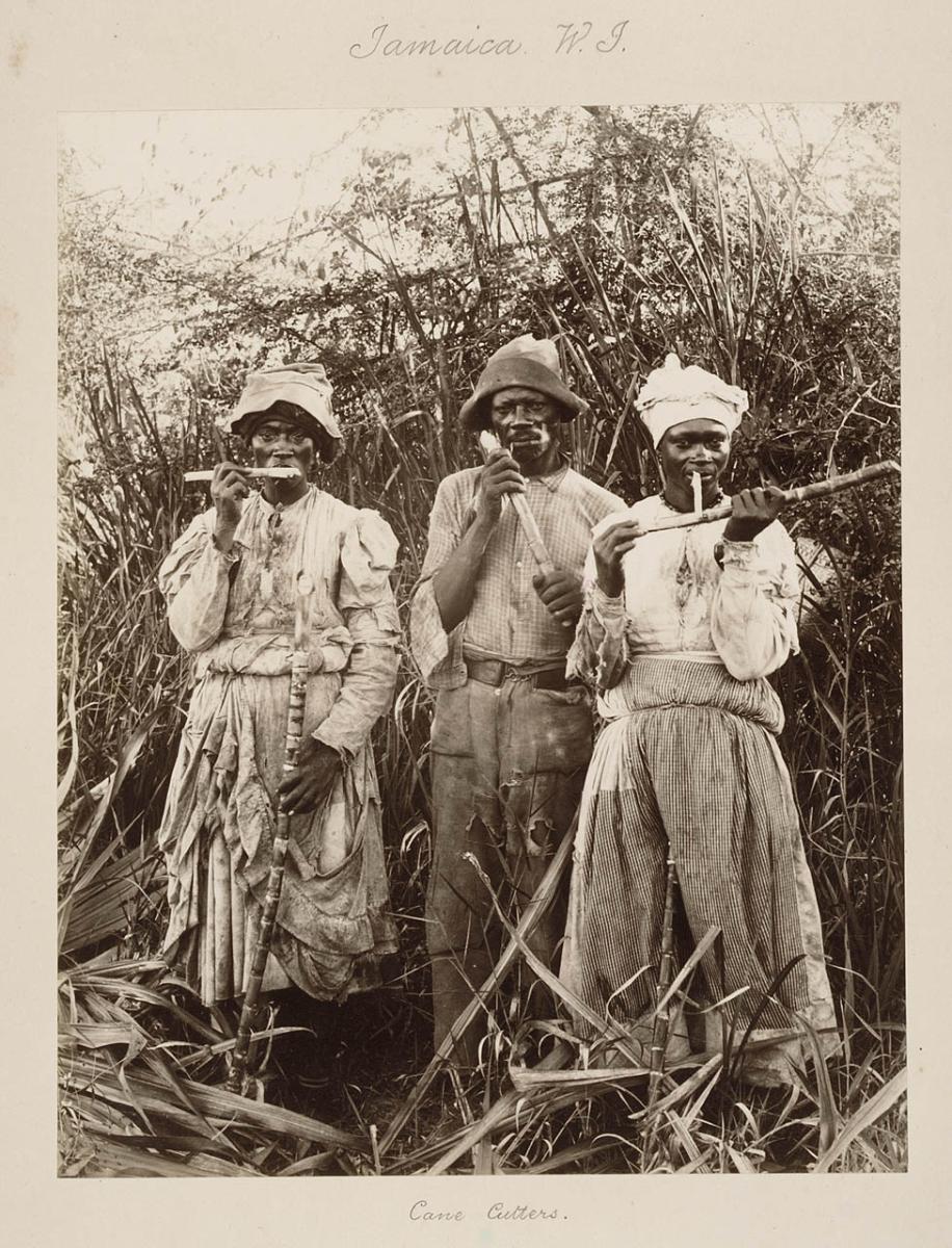 from left to right, one women, one man and another women- enslaved people standing in a sugar cane field eating sugar cane