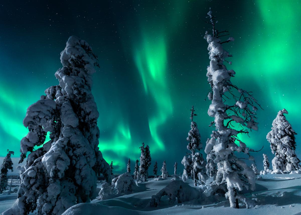 Wraith-like green aurorae swirl above snow covered trees