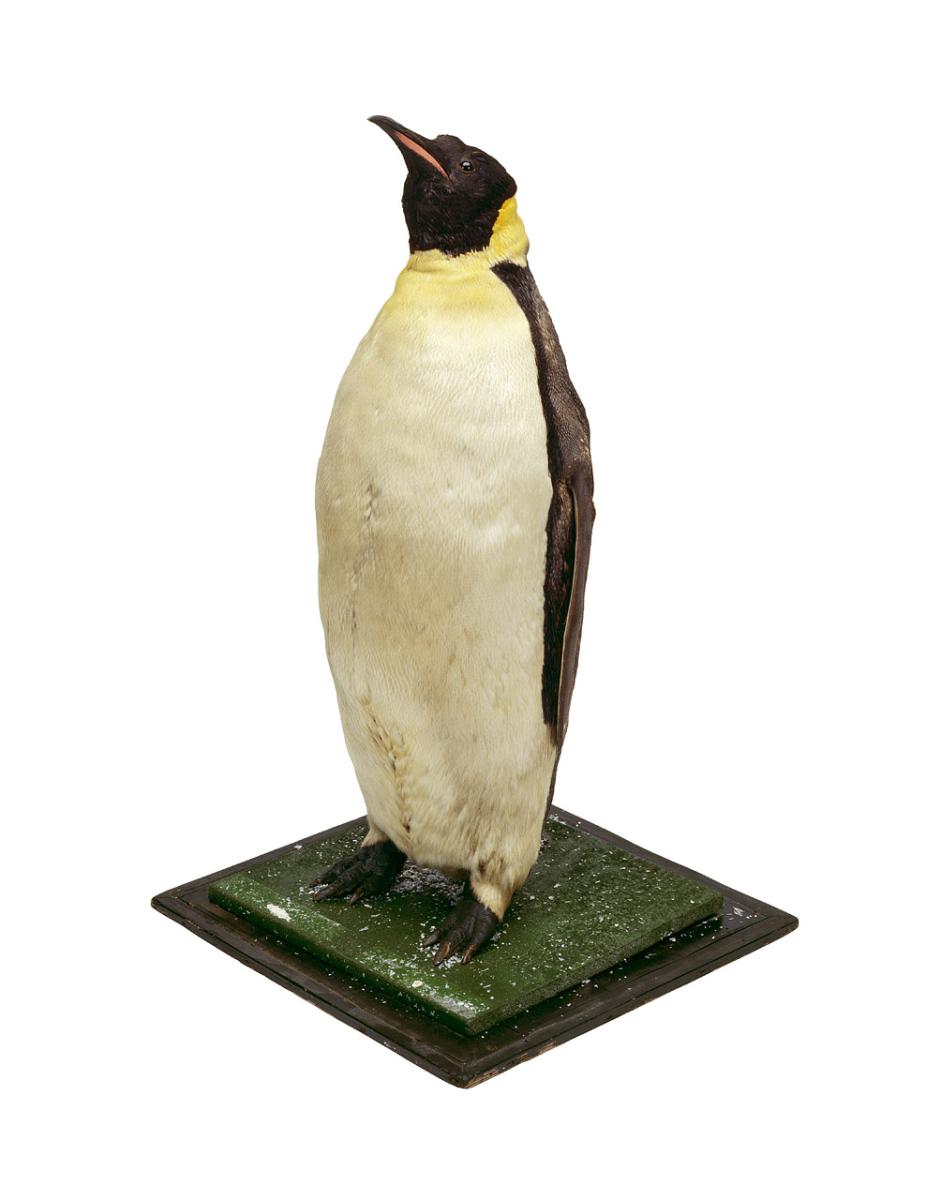 A stuffed emperor penguin mounted on a square plinth