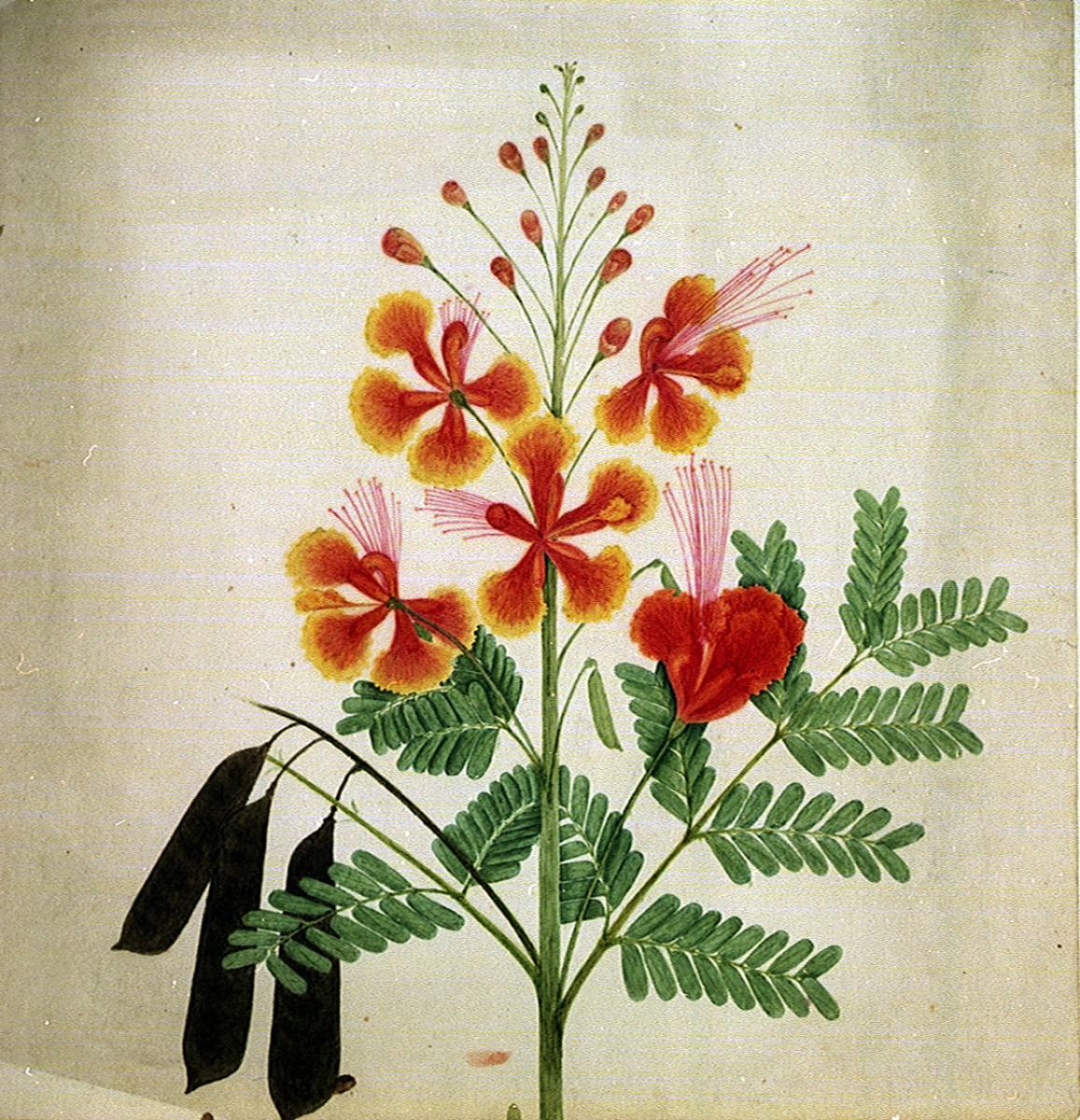 A colour drawing of an exotic flower. Star-shaped red and orange petals sit on a central stem surrounded by fern-like leaves 