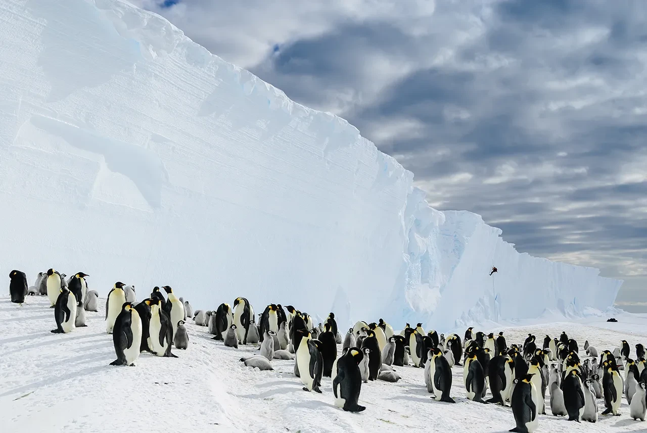 Photo of a large group of penguins in the wild