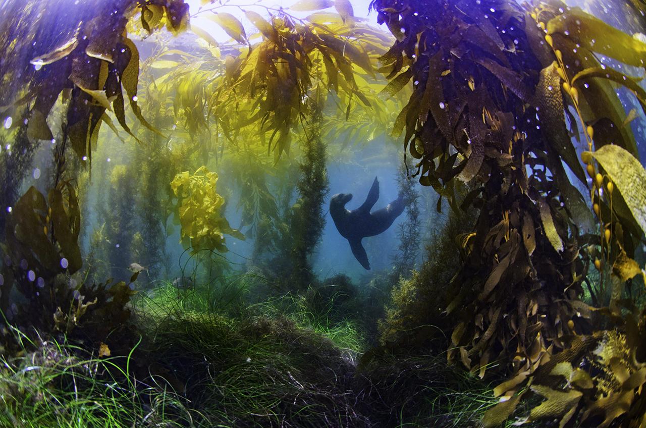 Underwater photo of a sealion amongst seaweed