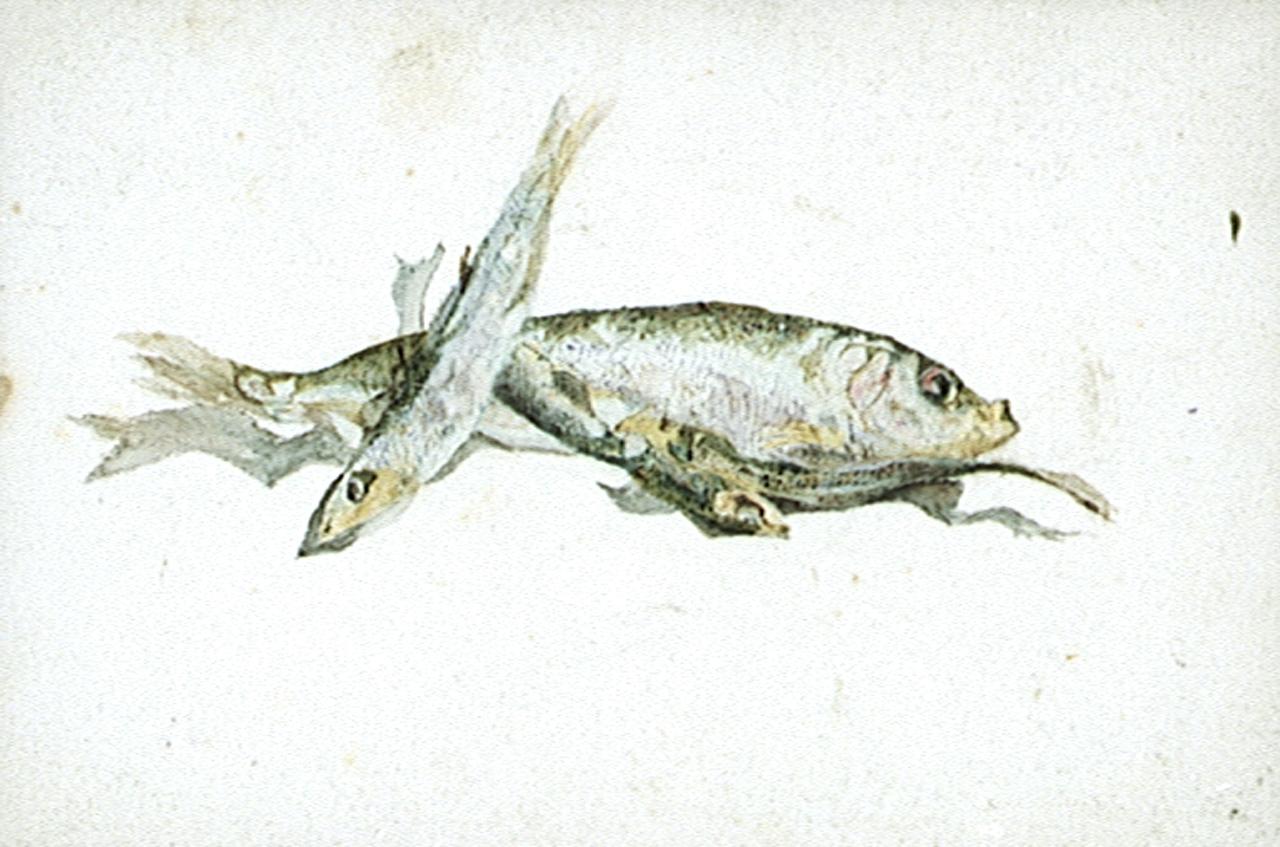 Three dead fish