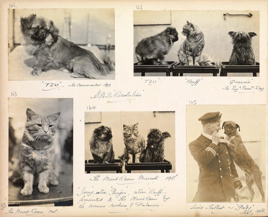 one page of a photo album with 5 photos showing ship's pets aboard ship