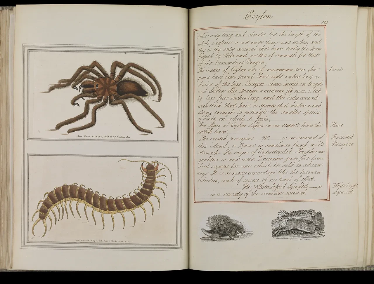 A image of a book containing engravings of a spider and a millipede, with text to the right