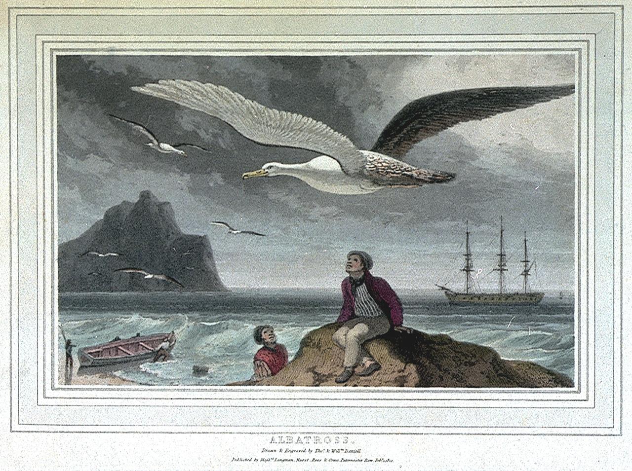 Drawing of a seascape with a man sitting on a rock looking up at a large albatross flying past