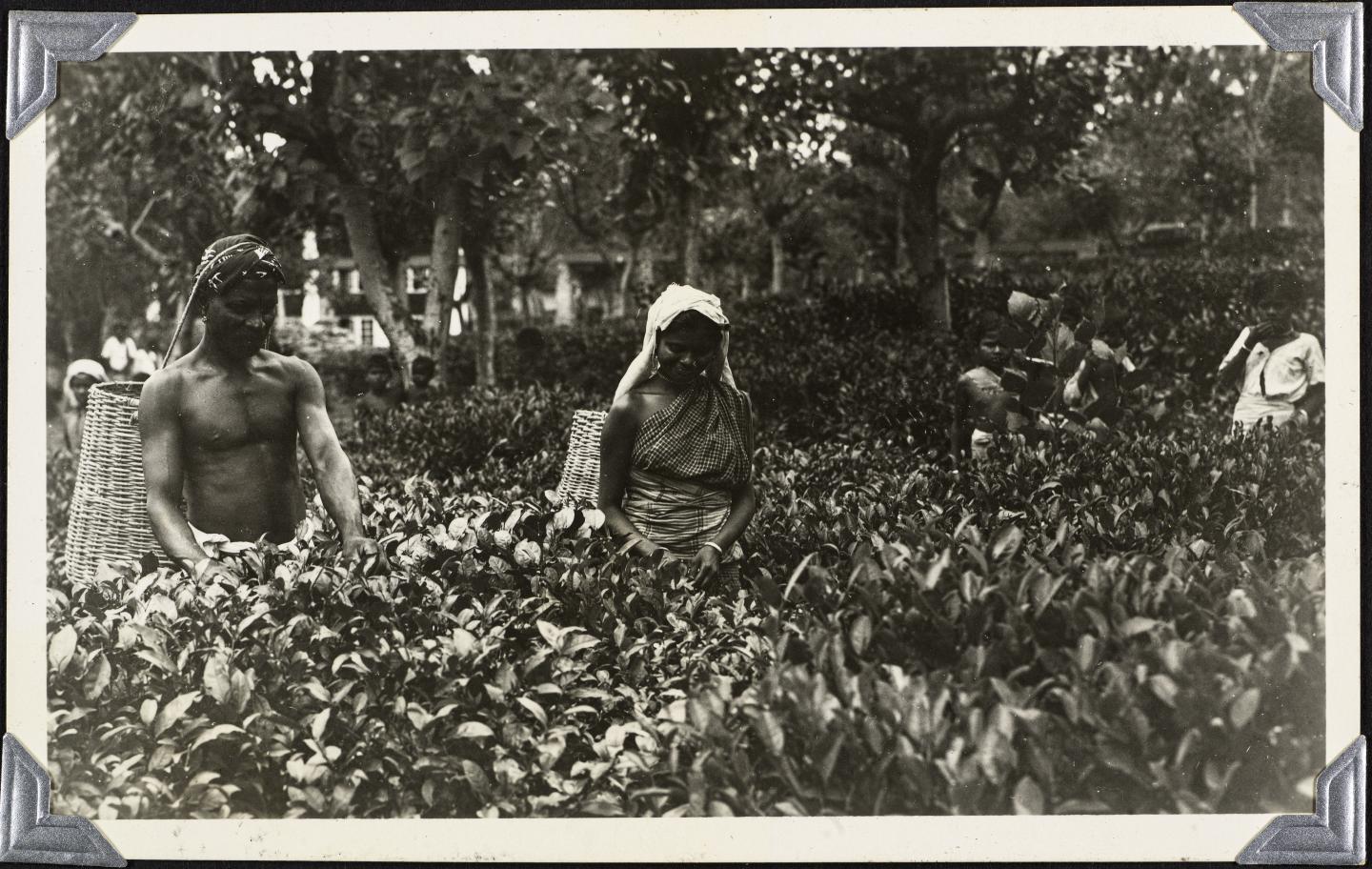 A black and white landscape photograph showing two tea pluckers at work amongst tea plants in Sri Lanka