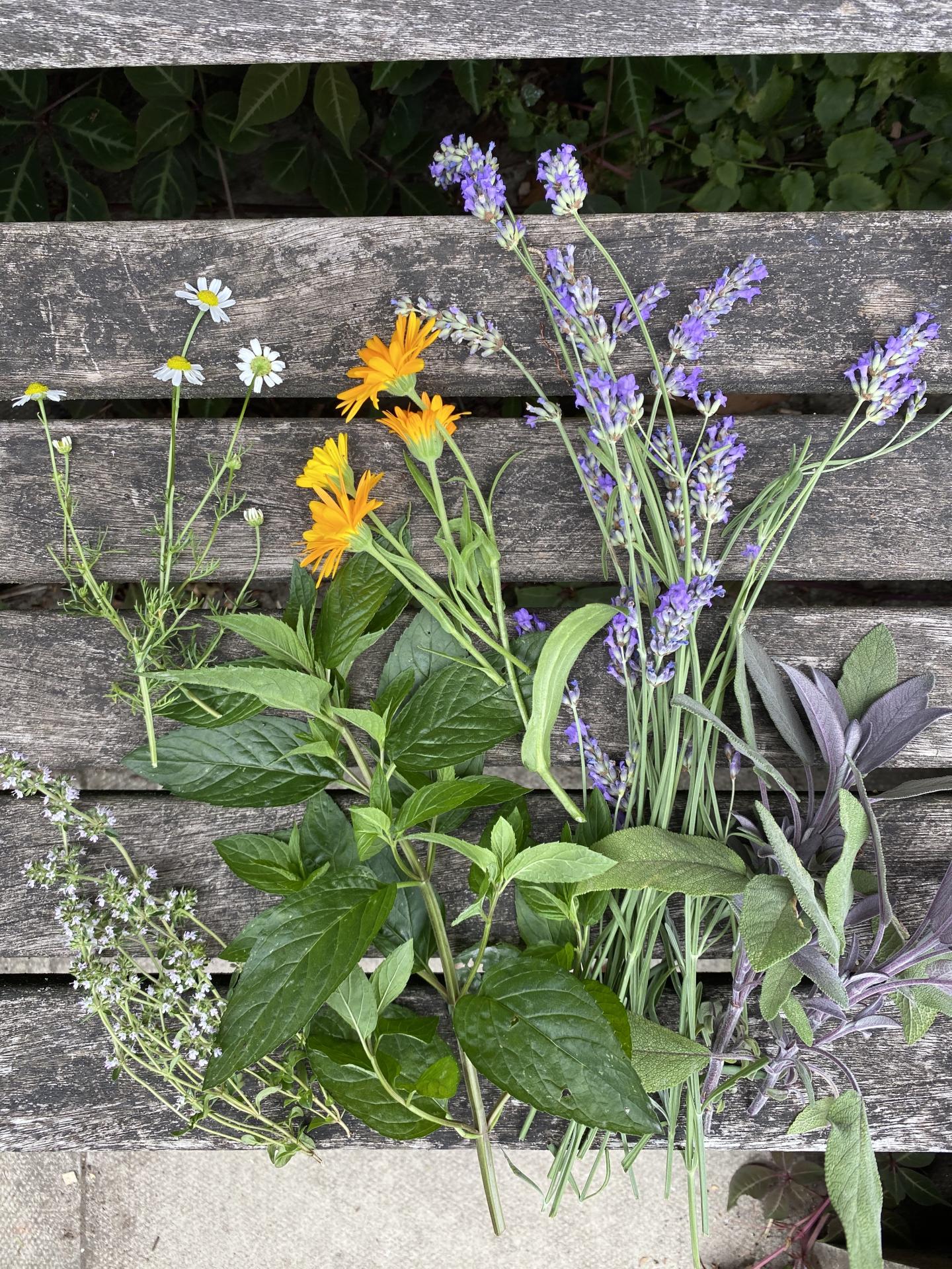 Photo of herbs and flowers against a wooden fence