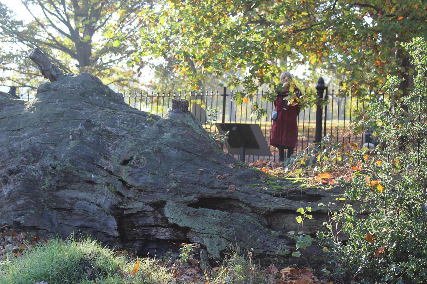 Queen Elizabeth's Oak - sign